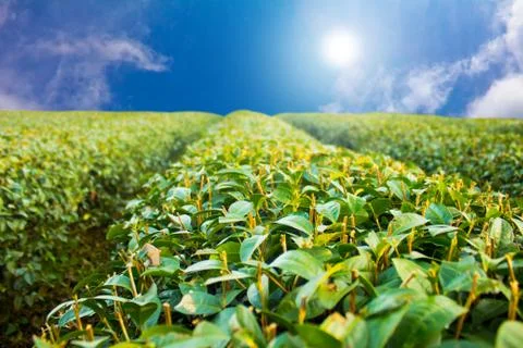 Green tea farm. Stock Photos