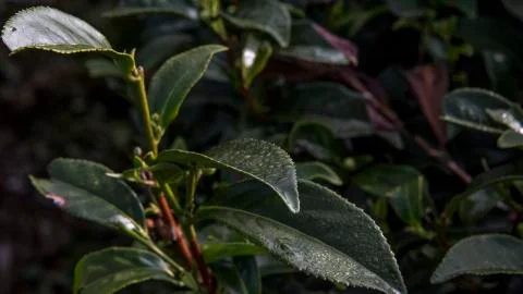 Green Tea Farm Stock-Fotos