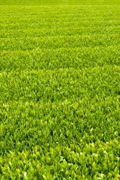 Green tea farm Stock Photos