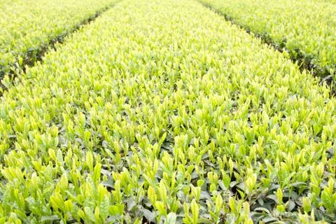 Green tea farm Stock Photos