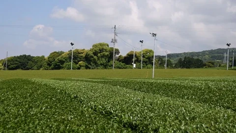Green tea farm　4K Stock Footage 78836576