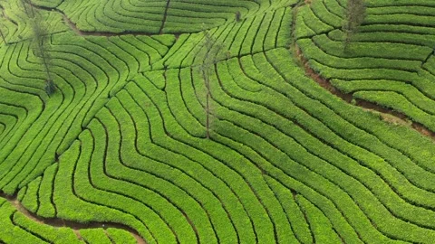 Green tea field Stock Footage 286924987