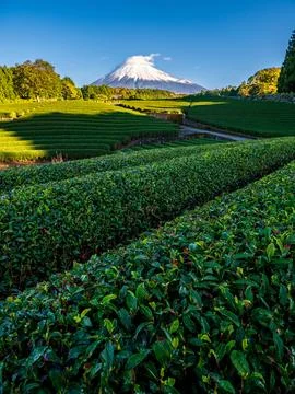 Green tea field foreground with Mount Fuji as background, Shizuoka, Japan Fotos Stock