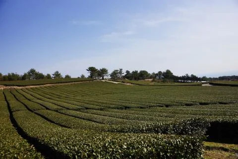 Green tea field Stock Photos