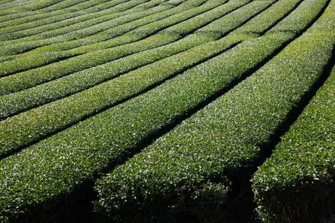 Green tea field Foto stock