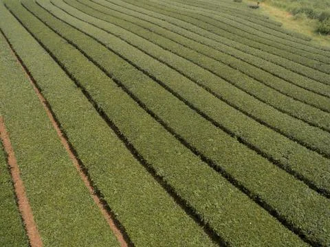 Green tea field Stock Photos