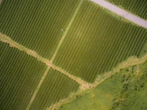 Green tea field Stock Photos