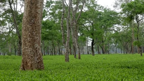 Green Tea Field with Tall Trees in Natural Plantation Landscape Stock Footage 334774730