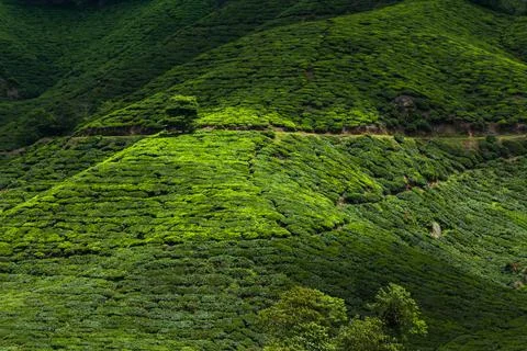 Green tea fields Cameron Highlands Stock Photos