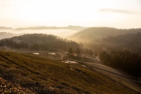 Green tea fields with clouds and morning light Stock Photos