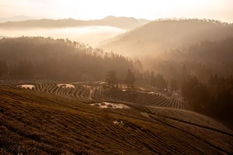 Green tea fields with clouds and morning light Stock Photos