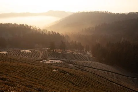 Green tea fields with clouds and morning light Foto stock