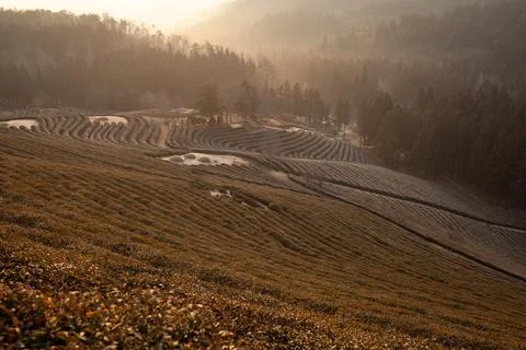Green tea fields with clouds and morning light Foto stock