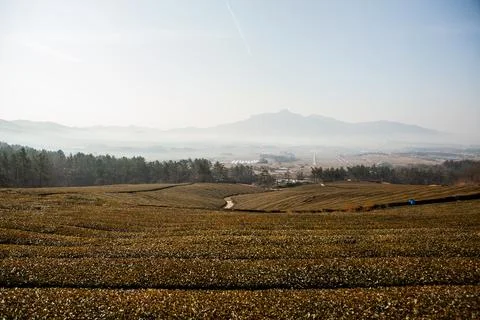 Green tea fields with clouds and morning light Stock Photos