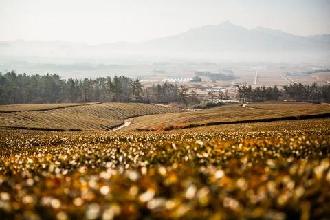 Green tea fields with clouds and morning light Stock Photos