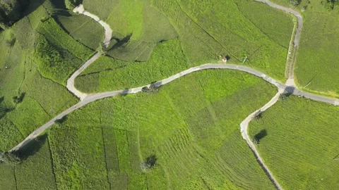 Green Tea Fields Stock Footage 332546435