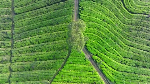 Green Tea Fields Forming Natural Agricultural Patterns from Above Stock Footage 337834535