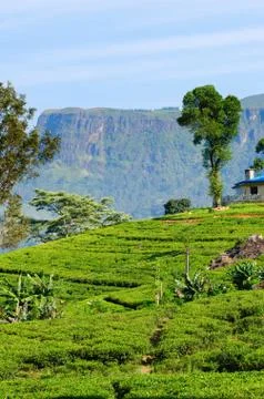 Green tea fields on highlands Stock Photos