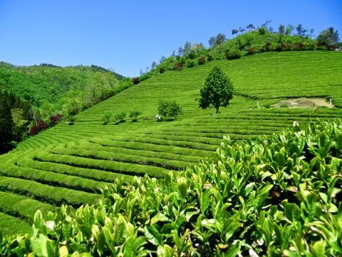 Green Tea Fields, patterns, green hill Stock Photos