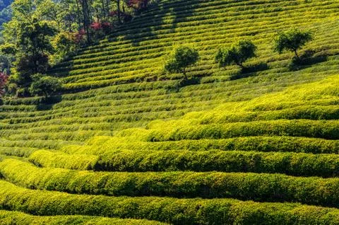 Green tea fields Stock Photos