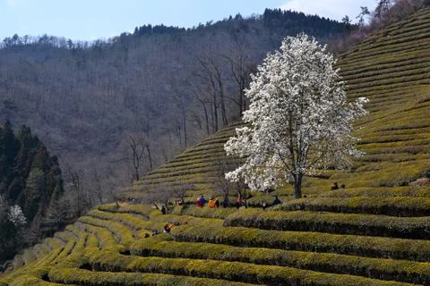 Green Tea Fields Foto stock