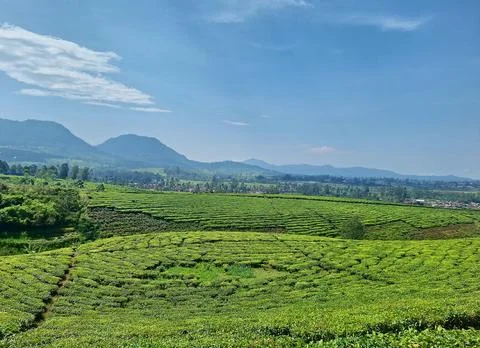 Green tea fields Stock Photos