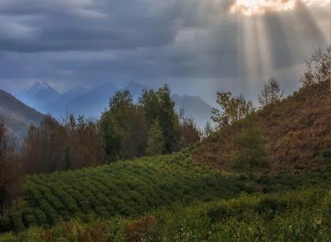 Green tea fields under the rays of the sun against the backdrop of snowy moun 写真素材