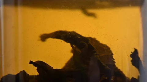 Green tea Stock Footage 175745361