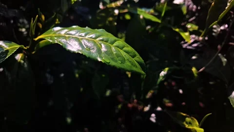 Green tea Stock Footage 287990109