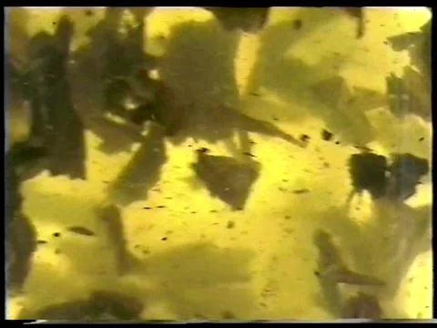 Green Tea Stock Footage 336842138