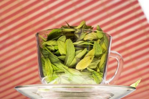 Green tea freshness Stock Photos