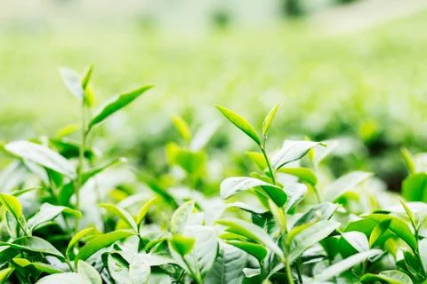 Green tea with freshness. Stock Photos