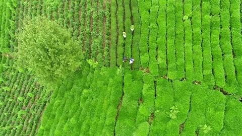 Green Tea Garden Drone view Stock Footage 95224471