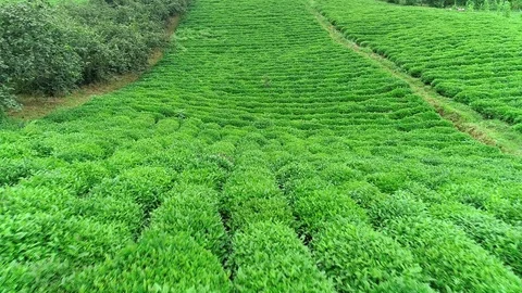 Green Tea Garden Drone view Stock Footage 95224684