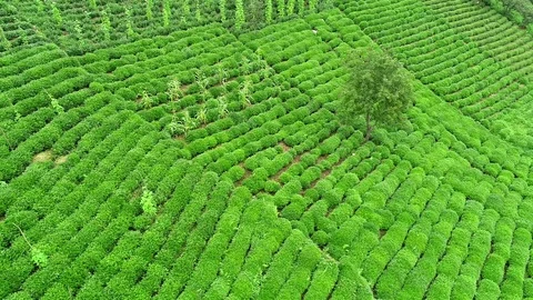 Green Tea Garden Drone view Stock Footage 95224994