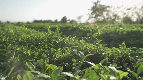 Green tea gardens in the sun Stock Footage 165437660