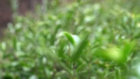Green tea growing and picking close-up Video stock 270516012