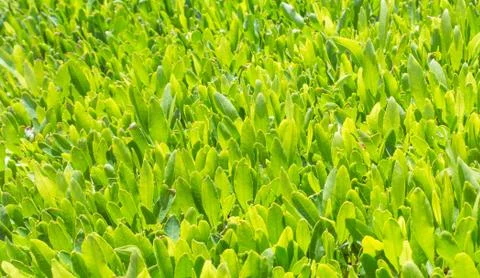 Green tea is growing Stock Photos