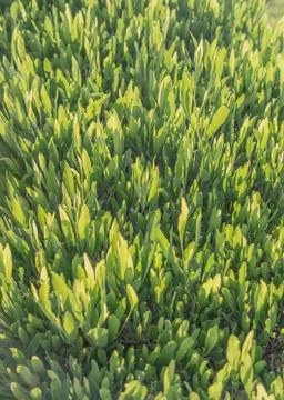 Green tea is growing Stock Photos