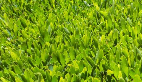 Green tea is growing Stock Photos