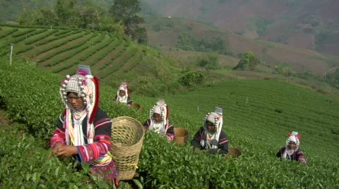Green Tea Harvest 스톡 동영상 509167