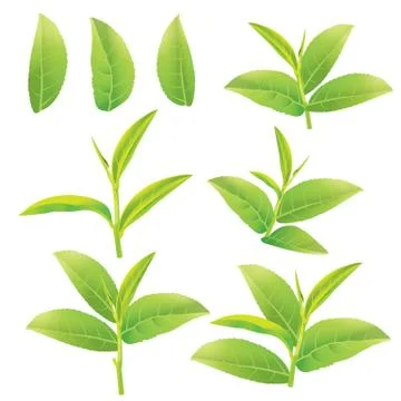 Green tea Stock Illustration
