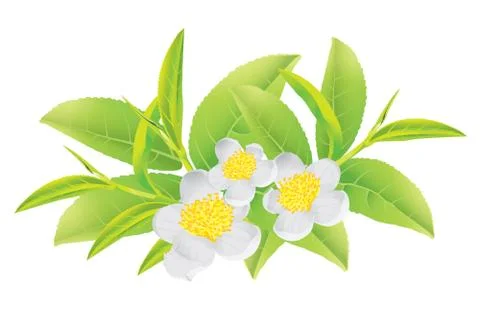 Green tea Stock Illustration