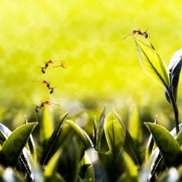 Green tea leaf with ant on it Stock Photos