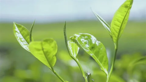 Green Tea Leaf Blow by Wind in Spring Season Close Up, Ready to be Harvested Stock Footage 153526511