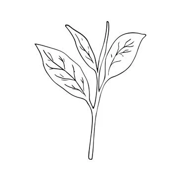 Green tea leaf. Botanical hand-drawn illustration. Isolated illustration on.. Stock Illustration