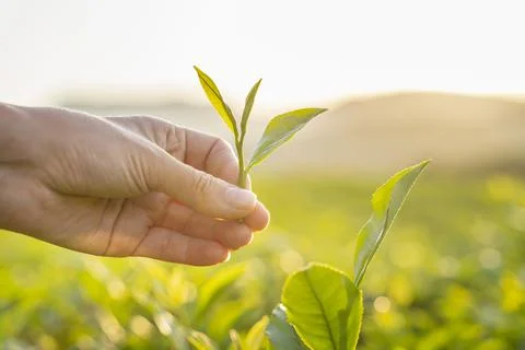 Green tea leaf in hand on background of mountains. Harvesting tea by farmer hand Foto stock
