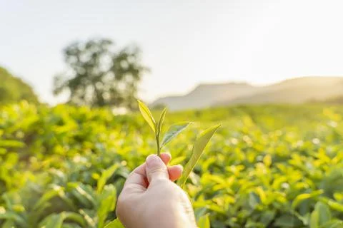 Green tea leaf in hand on background of mountains. Harvesting tea by farmer hand Stock Photos