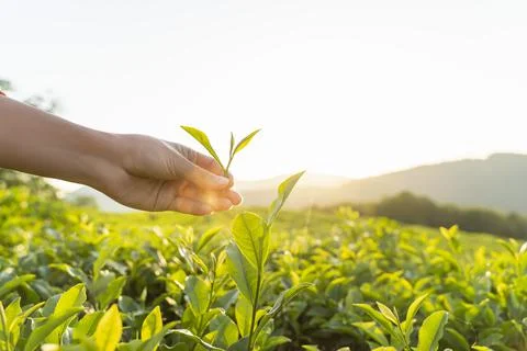 Green tea leaf in hand on background of mountains. Harvesting tea by farmer hand Stock Photos