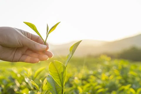 Green tea leaf in hand on background of mountains. Harvesting tea by farmer hand Stock Photos